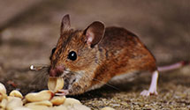 24 Hour & Emergency Exterminators in Alvy, WV